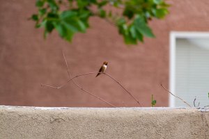 20200805HummingBirds026.jpg